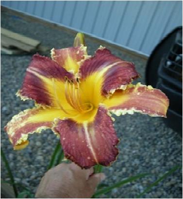 Hemerocallis Dangerous Expectations
