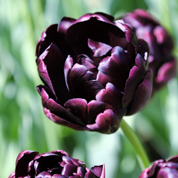 Тюльпан Черная роза