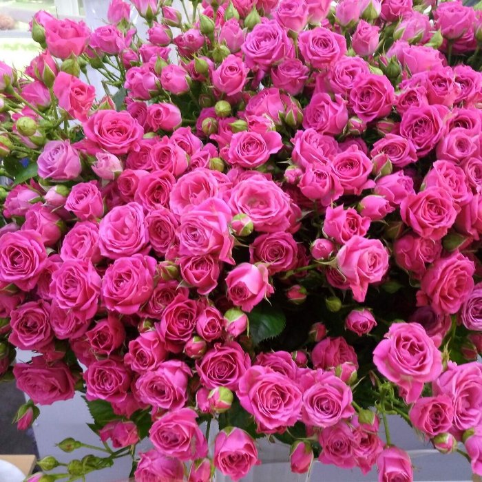 Цветы и аксессуары оптом (Воронеж) FloraVita.ru " " Роза кустовая Lovely Lydia