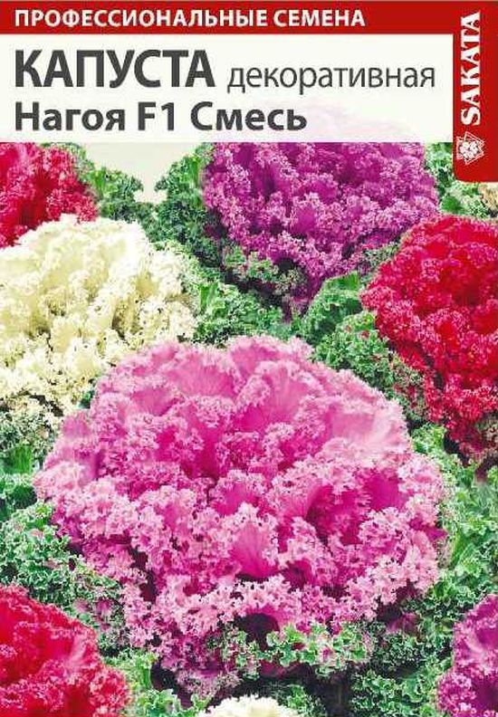 Семена Капуста декоративная Нагоя смесь: описание сорта, фото - купить с доставкой или почтой России