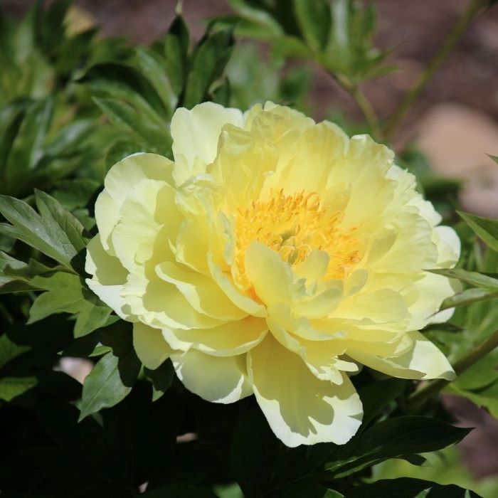 

Пион ИТО Смит Фэмили Еллоу