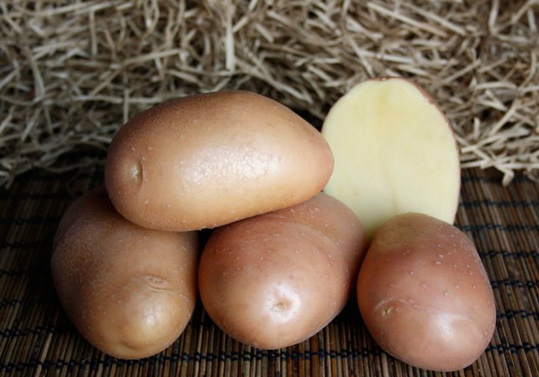 

Картофель Ажур, Картофель Ажур описание сорта, Картофель Ажур характеристики сорта