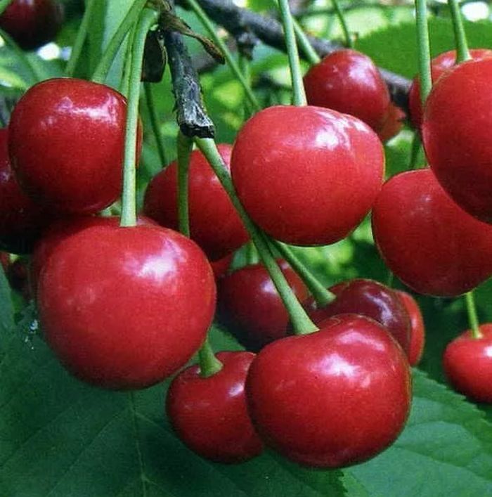 

Саженцы Вишня Дюк Алиса