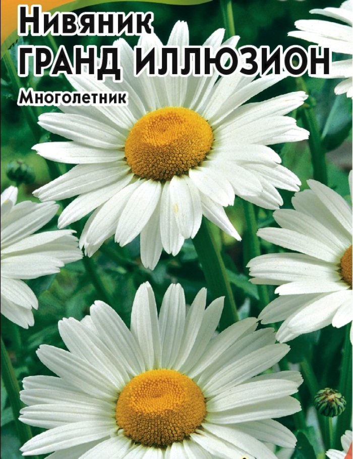 Нивяник Гранд Иллюзион