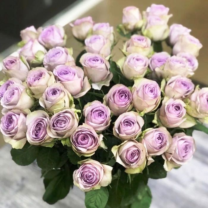 

Саженцы Роза Луллаби