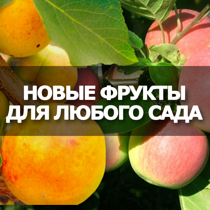 Ncsemena ru интернет каталог желтый дым марихуаны i