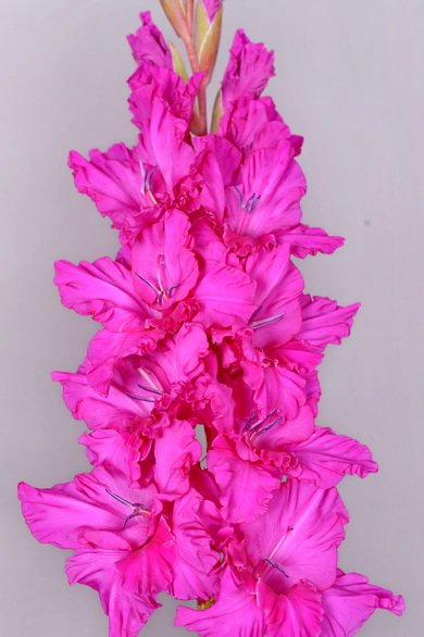 Гладиолус Чарикова орхидея