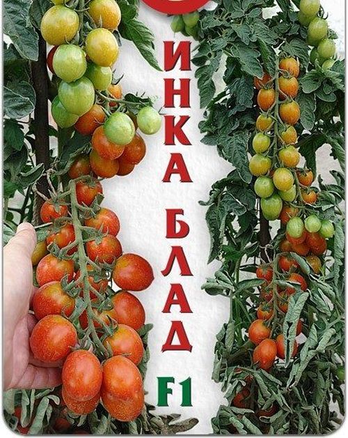 Томат Инка Блад F1