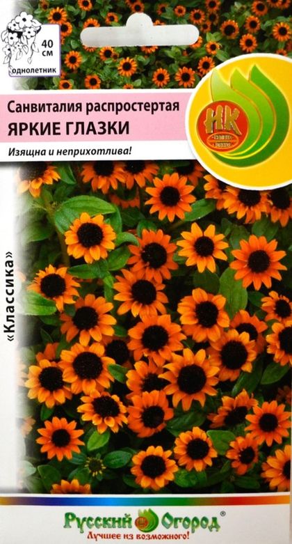 Санвиталия распростертая Яркие глазки
