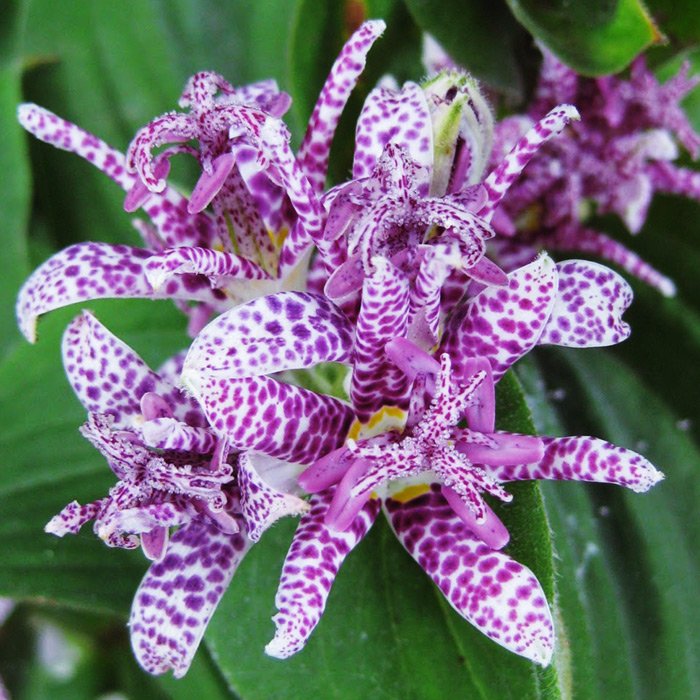 Орхидея осенняя Жабья лилия
