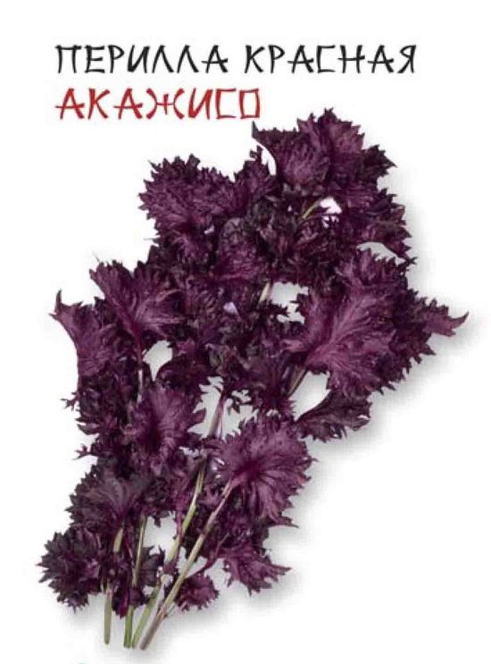 

перилла красная акажисо семена, перилла красная акажисо семена купить