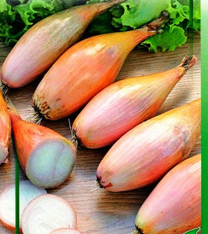 Многозачатковый лук сорта. Семейный многозачатковый лук. Многозачатковый репчатый лук. Многозачатковый. Многозачатковый лук сорта.