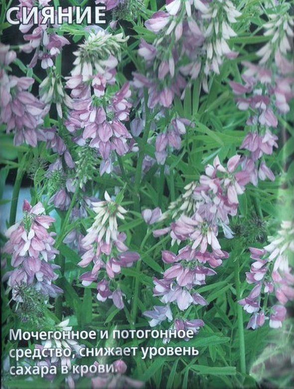 Козлятник лекарственный Сияние