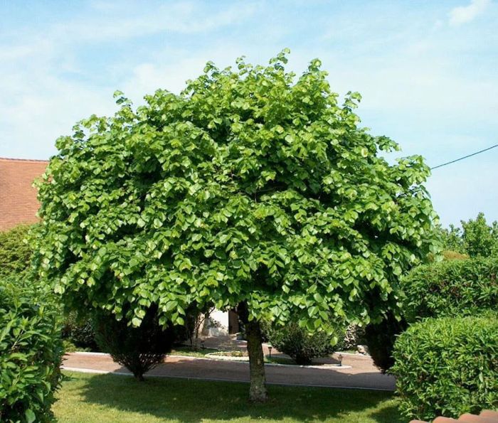 

липа мелколистная саженцы, липа мелколистная купить саженцы (Весна)