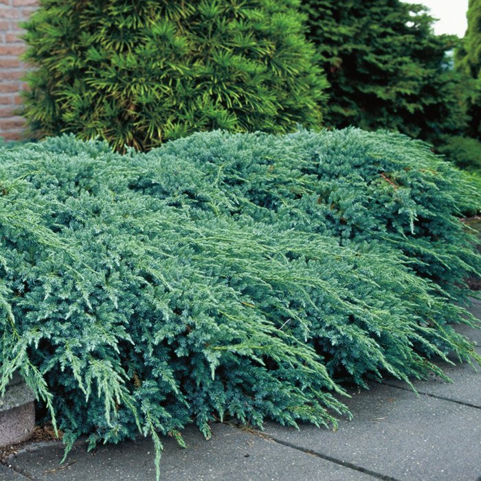 

Саженцы Можжевельник чешуйчатый Блу Карпет