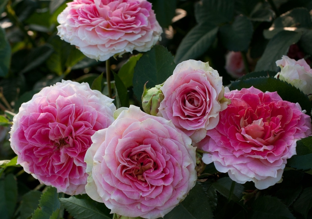 Здоровый саженец розы баккара. Роза эсмеральда чайно-гибридная. Роза христофор колумб. Ру купить розы. Саженцы роз почтой.