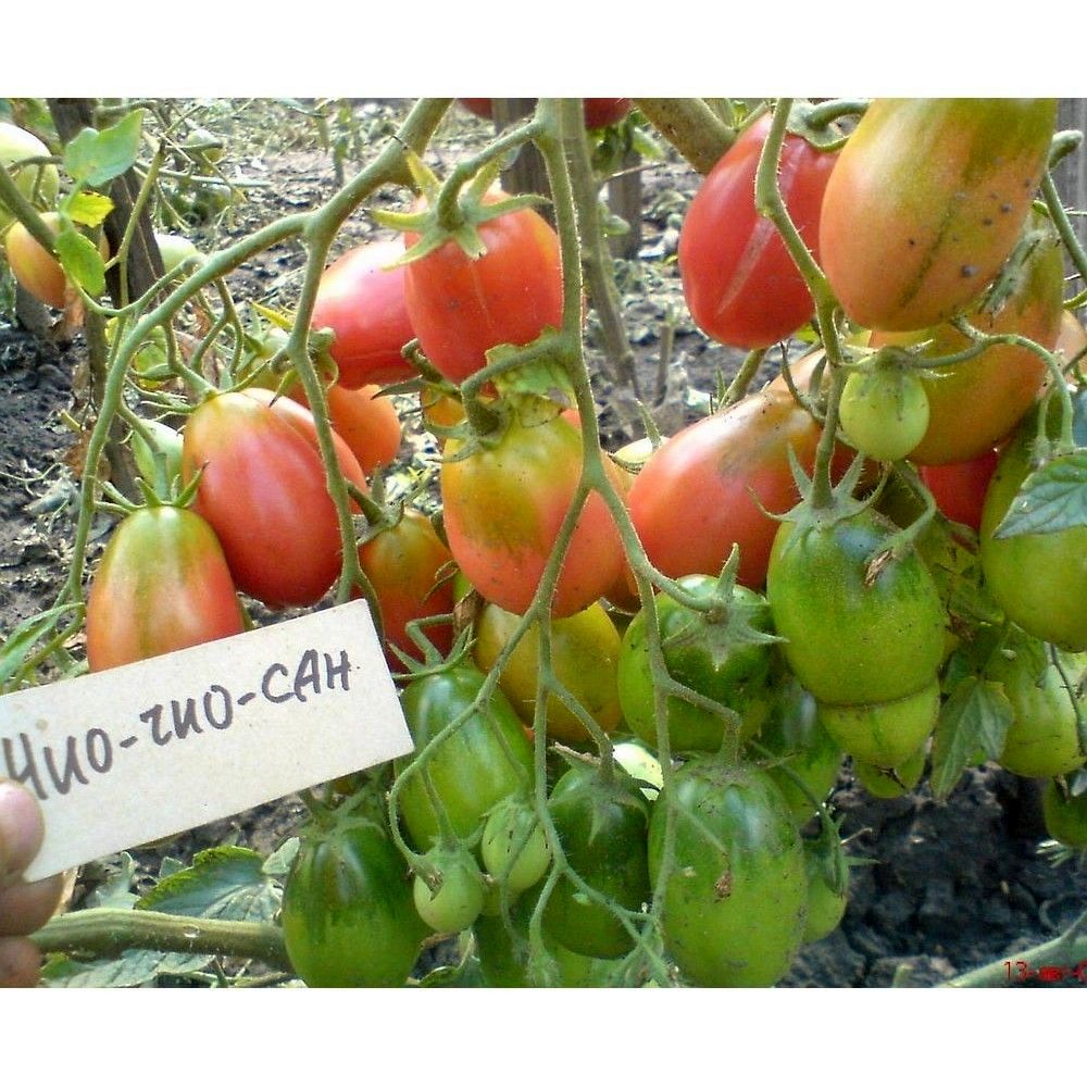 Чио чио сан помидоры отзывы. Сорт помидор чио чио сан. Семена гавриш томат чио-чио-сан 0,1г,. Томат сорт чио чио сан. Чио чио сан помидоры отзывы.
