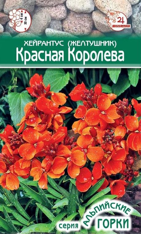 

хейрантус (желтушник) красная королева семена, хейрантус (желтушник) красная королева семена купить