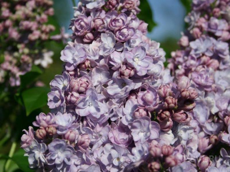 Купить Сирень В Спб В Питомнике