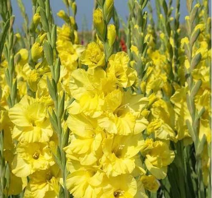 

Гладиолус Бра Вал