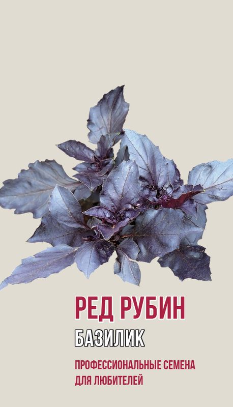

базилик ред рубин семена, базилик ред рубин семена купить