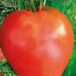 Томат Розовый шлем