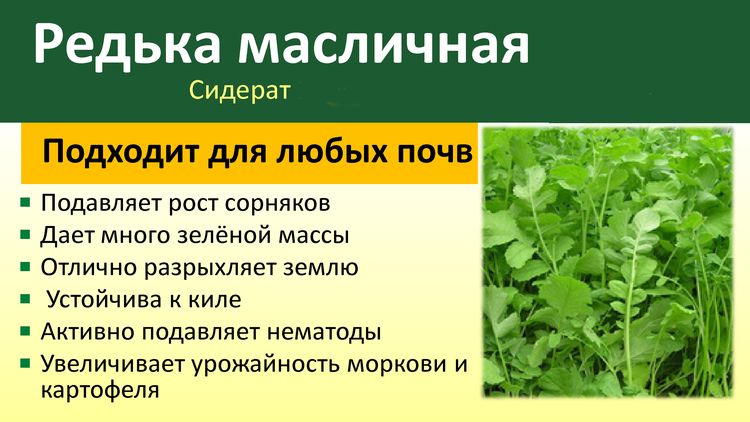 Сидерат Редька масличная 