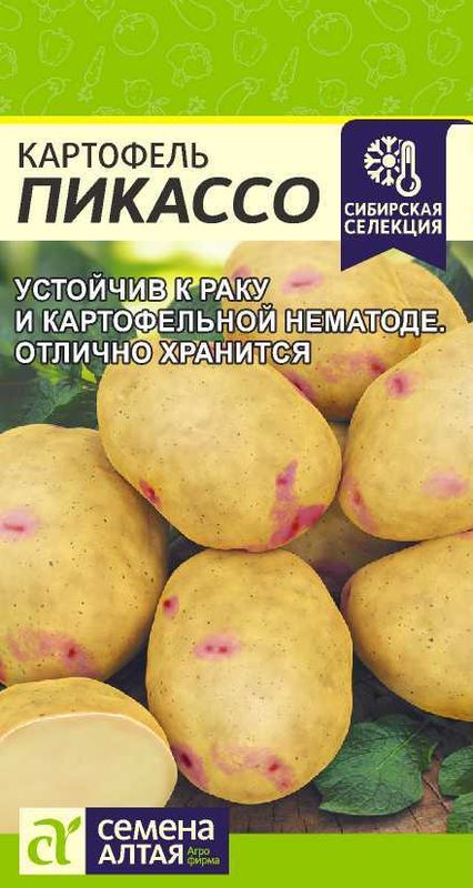 

картофель пикассо семена, картофель пикассо семена купить