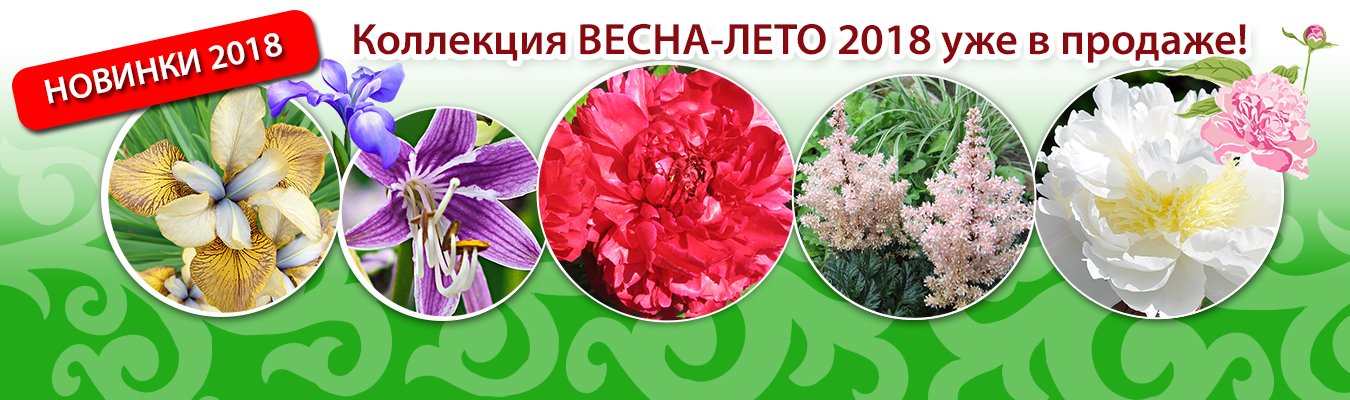 Русский Огород Интернет Магазин Купить Саженцы