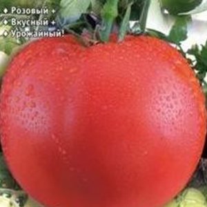 Томат Сибирское яблоко