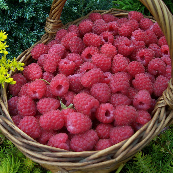 

Саженцы Малина Новость Кузьмина