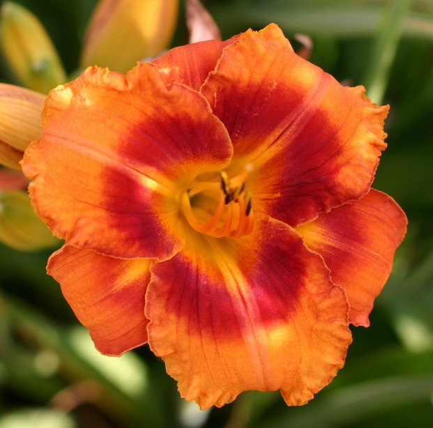 Hemerocallis Tiger Time