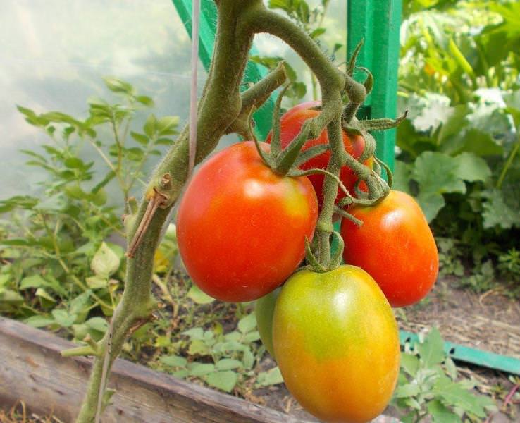 

томат де барао семена, томат де барао семена купить
