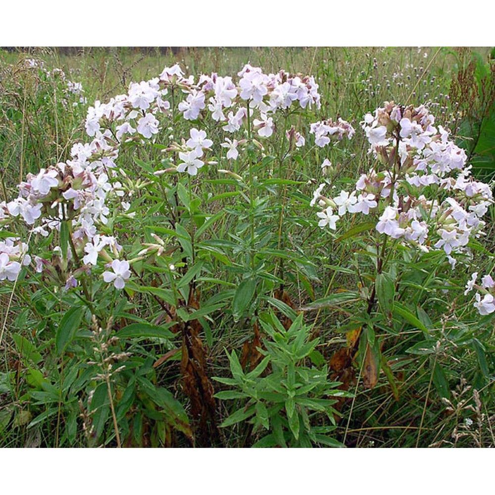 Мыльнянка обыкновенная махровая. Мыльнянка обыкновенная. Мыльнянка обыкновенная. Сапонария мыльнянка. Мыльнянка лекарственная.