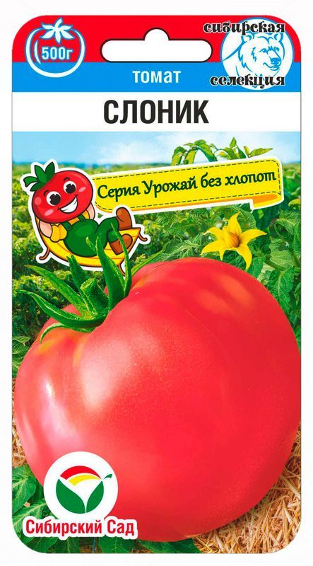 

томат слоник семена, томат слоник семена купить