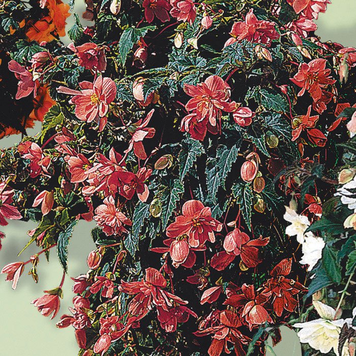 

бегония f1 иллюминейшн ампельная роуз семена, бегония f1 иллюминейшн ампельная роуз семена купить