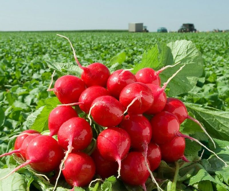 Редис рондар. Редис урожайность. Бодиам f1 редис. Урожай редиса. Урожайность редиса.
