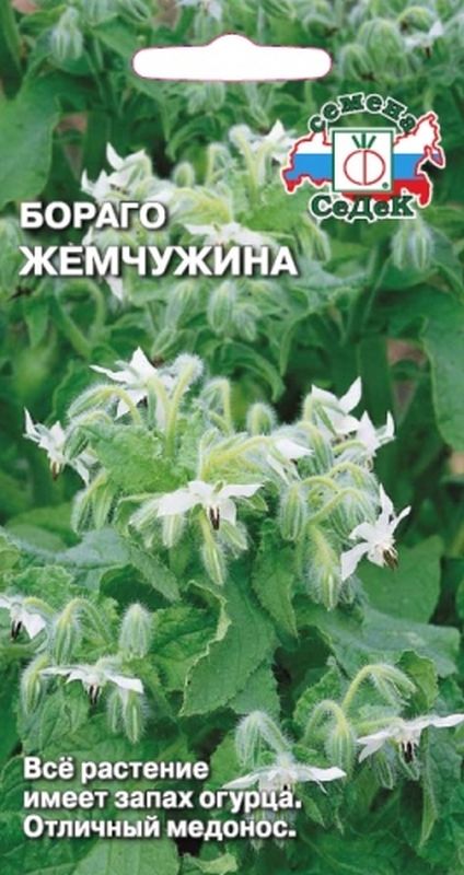 

бораго жемчужина семена, бораго жемчужина семена купить