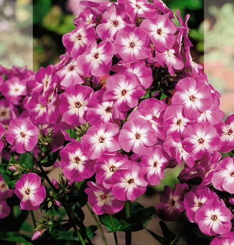 Флокс метельчатый Литл Лаура