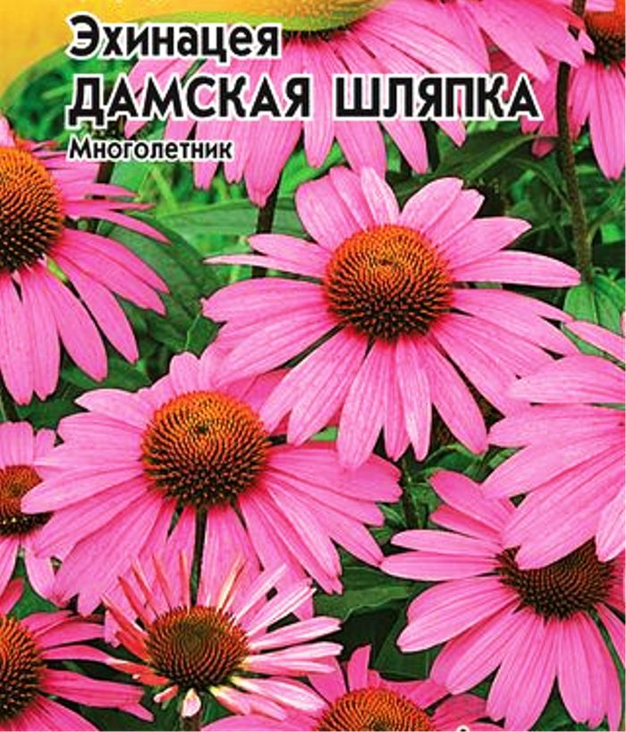 Эхинацея Дамская шляпка