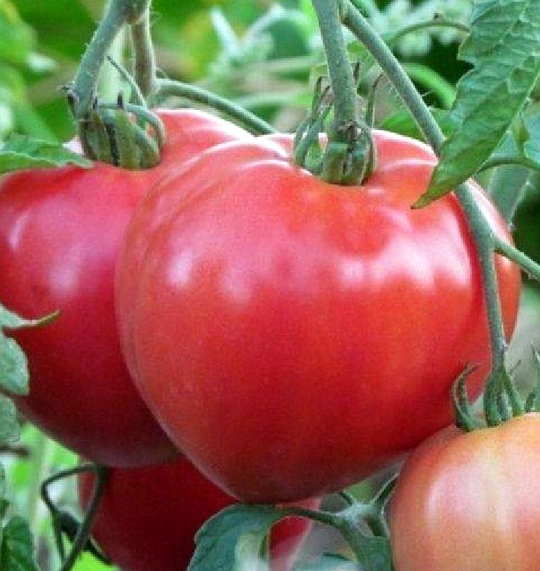 Томаты абаканский розовый описание сорта фото отзывы