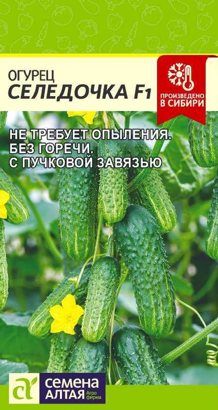 

огурец селедочка f1 семена, огурец селедочка f1 семена купить
