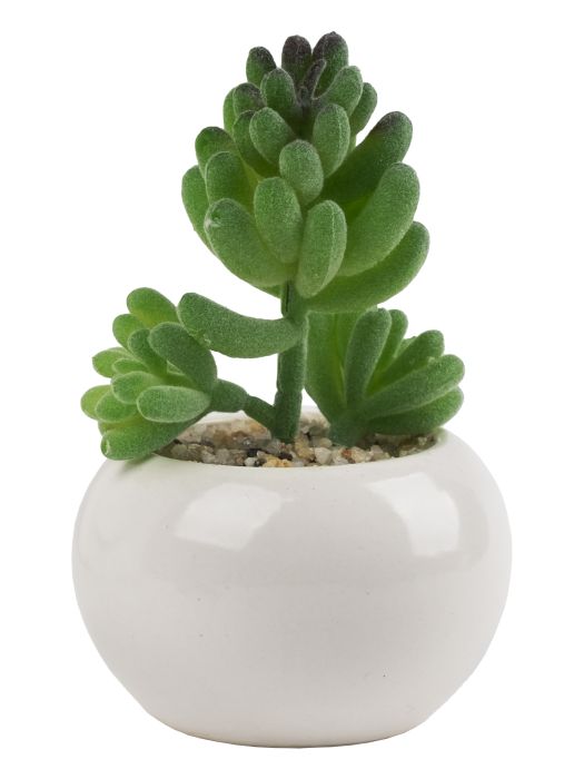 Декоративное растение Гармония в кашпо из керамики - купить с доставкой