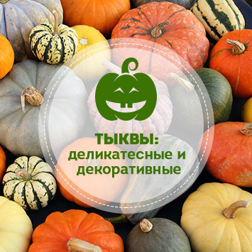 Сажаем тыквы