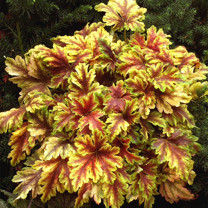 

Гейхерелла Золотая Зебра