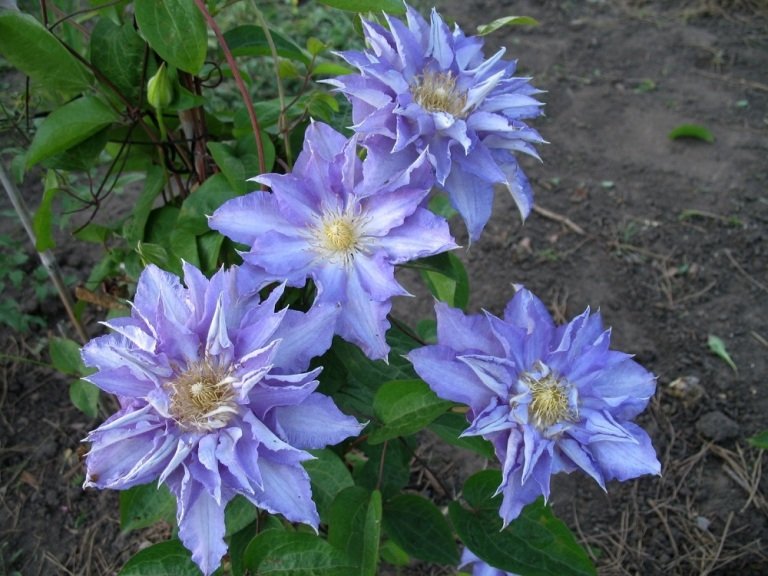 Клематис Тырислунд