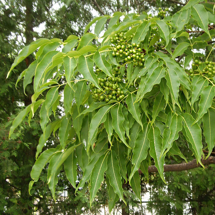 4. Бархат амурский -phellodendron amurense. Амурский бархат ягоды. Бархат амурский пробковое дерево. Бархат амурский (phellodendron amurense) (10 шт).