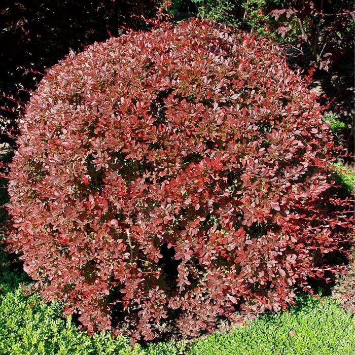 

барбарис тунберга ред чиф саженцы, барбарис тунберга ред чиф купить саженцы