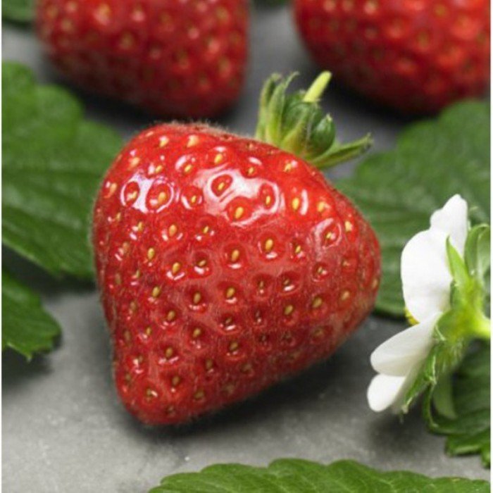 Купить Семена Клубники В Новосибирске