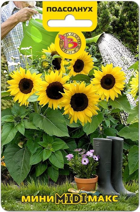 

подсолнух межвидовой гибрид мини-макс миди f1 семена, подсолнух межвидовой гибрид мини-макс миди f1 семена купить